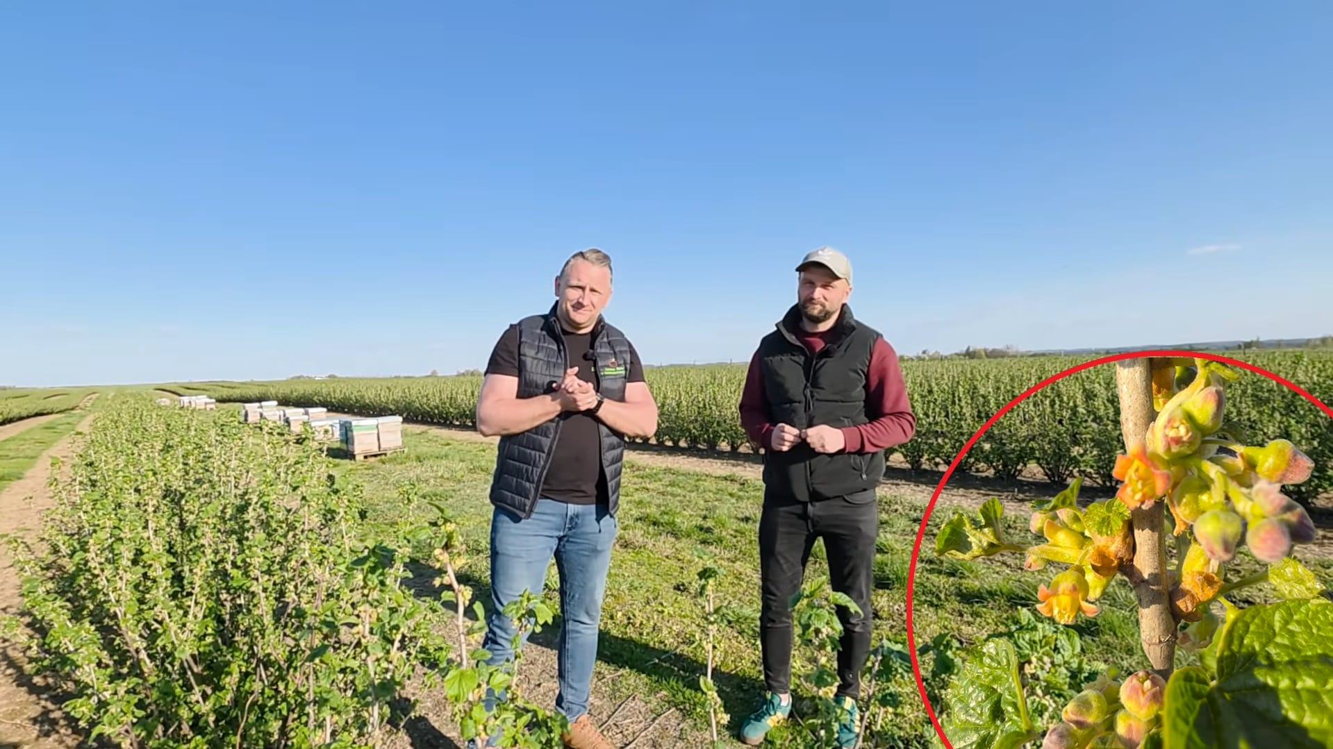 Porzeczka kwitnie – kluczowe zabiegi na plantacji