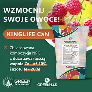 Kinglife