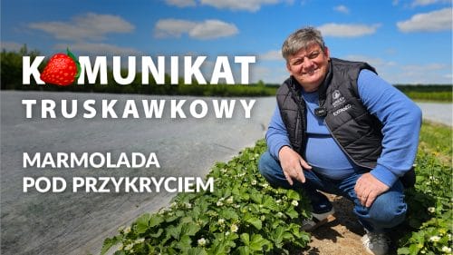 Dokarmianie truskawki podczas przymrozków - Komunikat truskawkowy - Zbyszek Marek