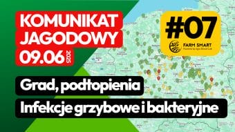 Grad, podtopienia, infekcje grzybowe i bakteryjne Komunikat jagodowy #07 09.06.2025
