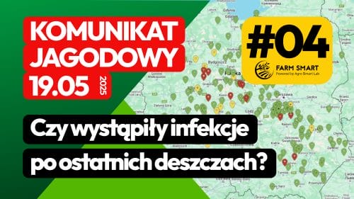 Komunikat jagodowy: Czy wystąpiły infekcje po ostatnich deszczach?