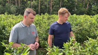Borówka: poprawa kalibru i jędrności owoców