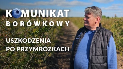 Uszkodzenia po przymrozkach w borówce - Komunikat borówkowy - Zbyszek Marek