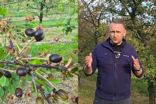 Wiśnie po przymrozkach - ochrona i nawożenie