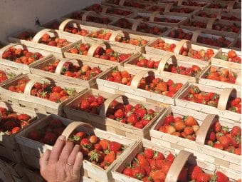 Ceny truskawek na Giełdzie Goławin 2.06.2025