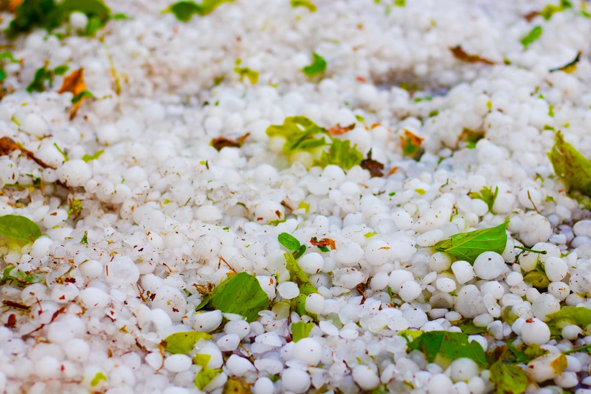 Jak zabezpieczyć rośliny po gradobiciu przed infekcjami wtórnymi?