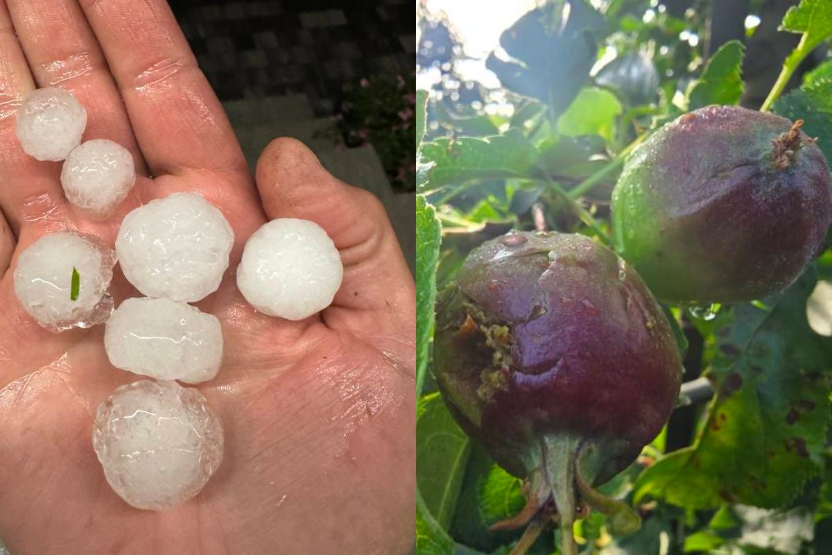 Kolejny cios dla sadowników – gradobicie niszczy plony