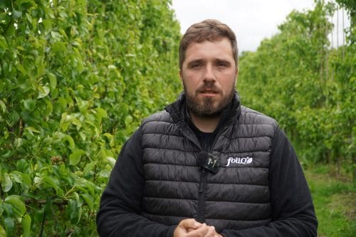 Rak bakteryjny, miodówka i przymrozki – GRUSZE – Okiem doradcy Agrii
