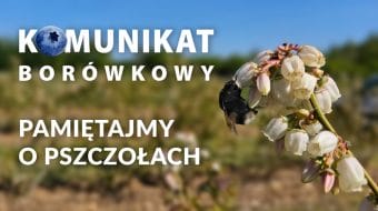 Dokarmianie borówki podczas pełni kwitnienia - Komunikat borówkowy - Zbyszek Marek