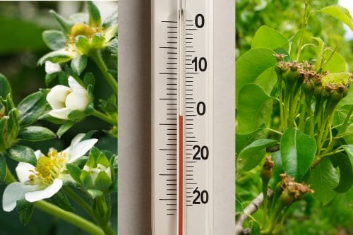 Najbliższa noc z przymrozkami do -5°C w wielu regionach