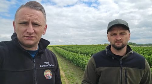 Porzeczka: antraknoza, przymrozki i efekty dokarmiania dolistnego