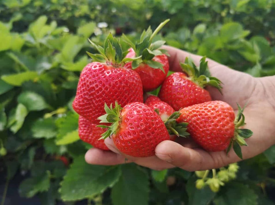 Praca sezonowa kusi stawkami 