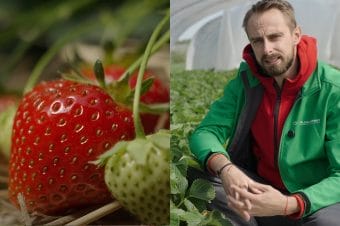 Trwałość i smak truskawek – kluczowe detale