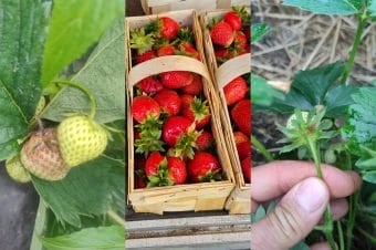Zabiegi na plantacjach truskawek między opadami