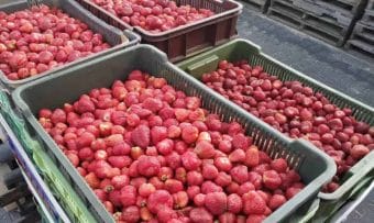 Cena skupu truskawek przekroczyła 7 złotych