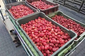  Rosną ceny skupu truskawek przemysłowych