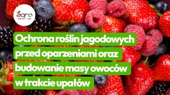 Ochrona jagodowych przed oparzeniami oraz budowanie masy owoców w trakcie upałów