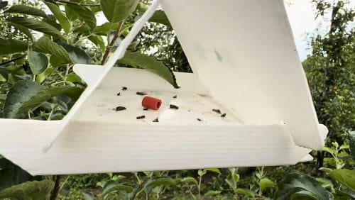 Skuteczna ochrona sadów przed owocówką jabłkóweczką i śliwkóweczką