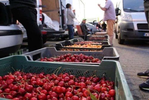 Sadownik oszukany przy sprzedaży czereśni – stracił blisko 6 tys. zł