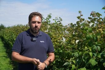Maliny letnie i jesienne - aktualna sytuacja na plantacjach, 9.08.2025