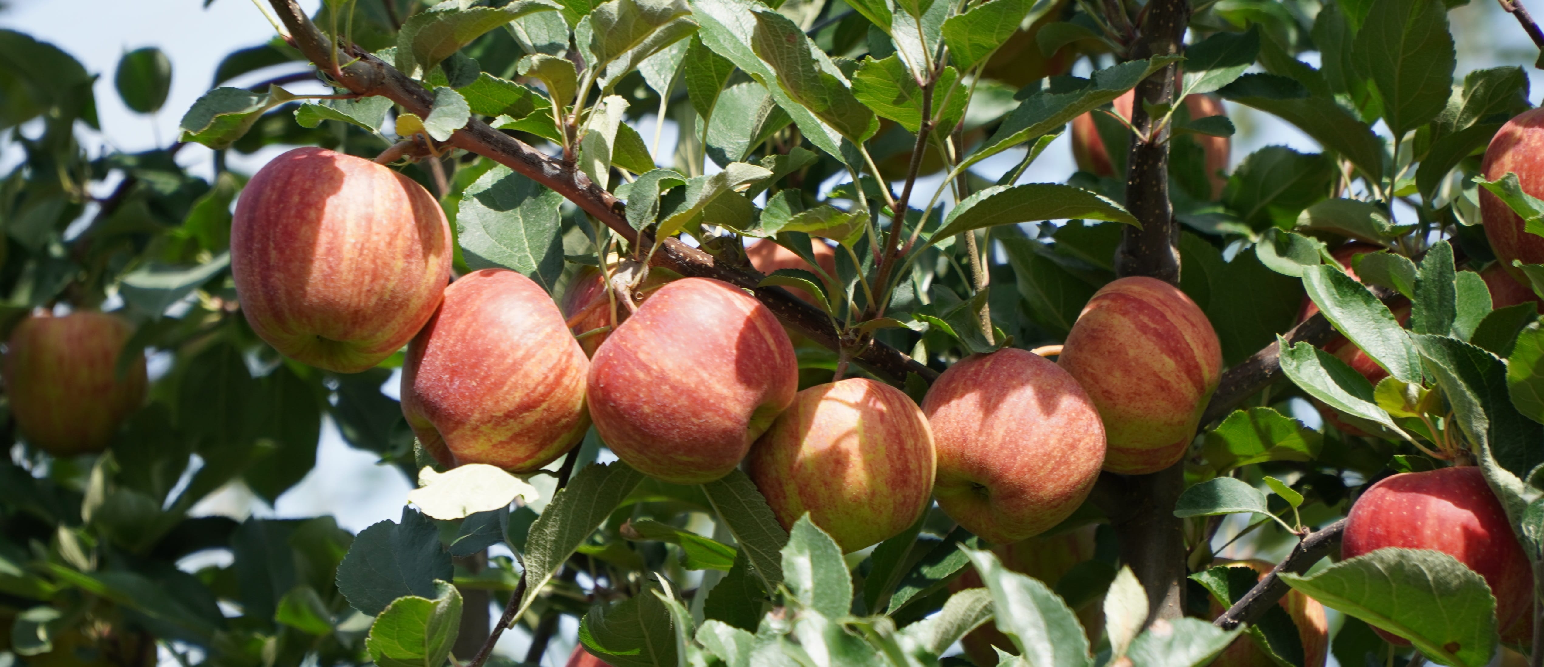 Ostatni zabieg przed zbiorem owoców