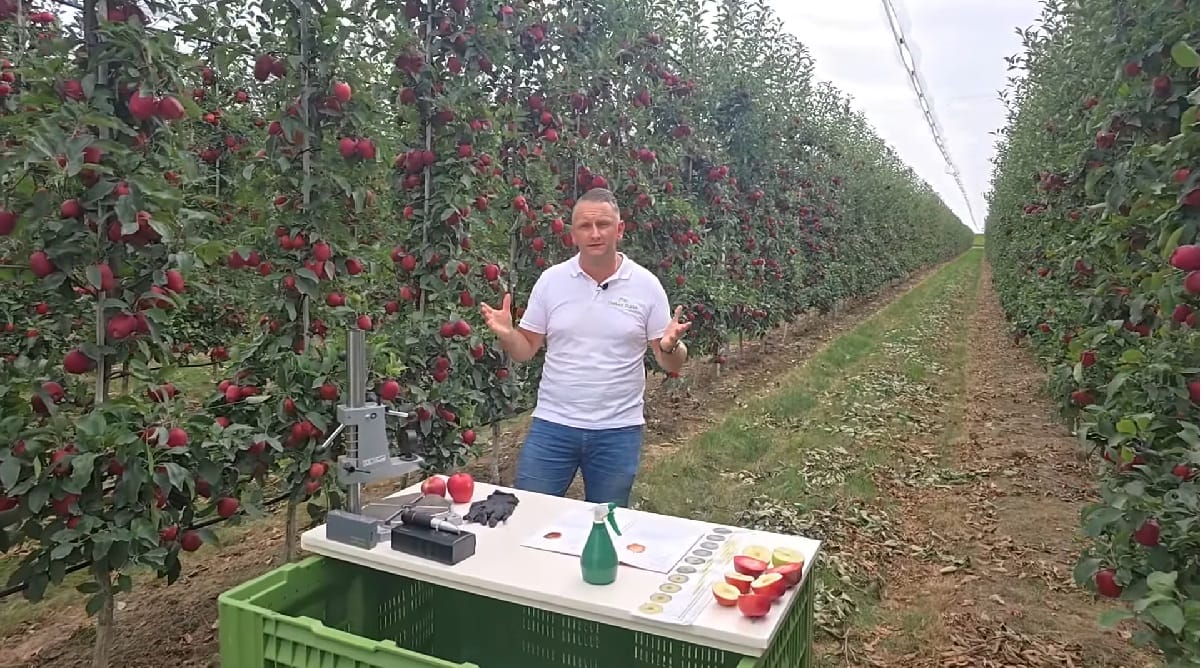 Przygotowanie do zbioru: dokarmianie, ochrona i testy dojrzałości, 29.08.2025