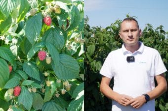 Maliny: jak utrzymać wysoką jakość plonu? Jacek Witkowski, 13.08.202