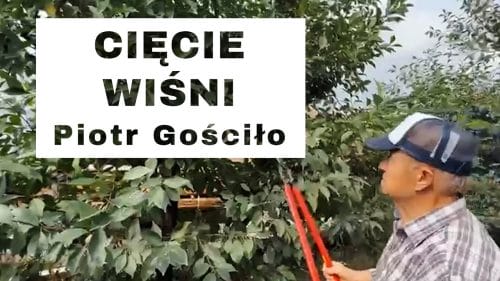 Cięcie wiśni - Komunikat sadowniczy - Piotr Gościło