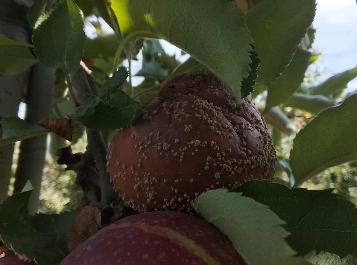 Jabłka szybko gniją