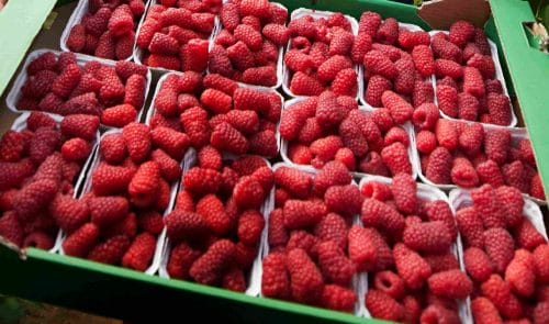 Rekordowa konsumpcja malin w sierpniu