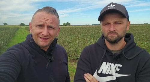 Porzeczka czarna Polben – ochrona i odżywianie po zbiorach, 25.09.2025