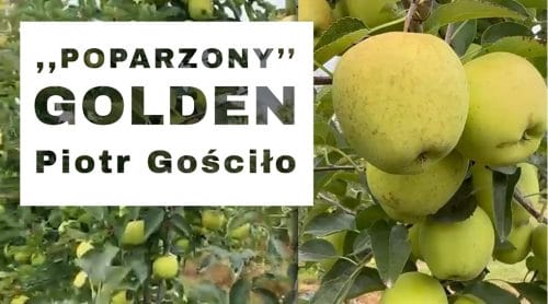 „Poparzony” Golden - Komunikat sadowniczy - Piotr Gościło