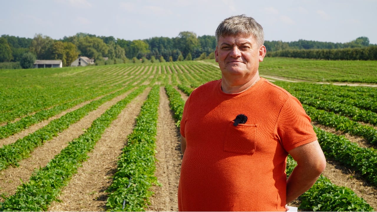 Truskawki we wrześniu: tworzenie pąków i przygotowanie plantacji do zimy, Zbigniew Marek