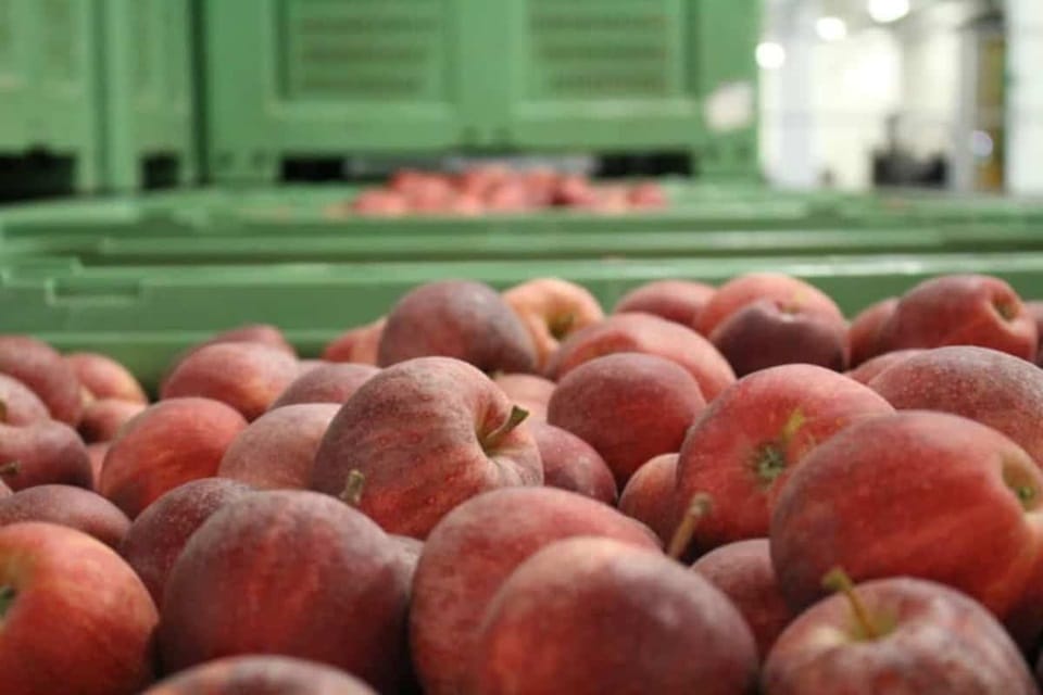 Indie czekają na polskie jabłka