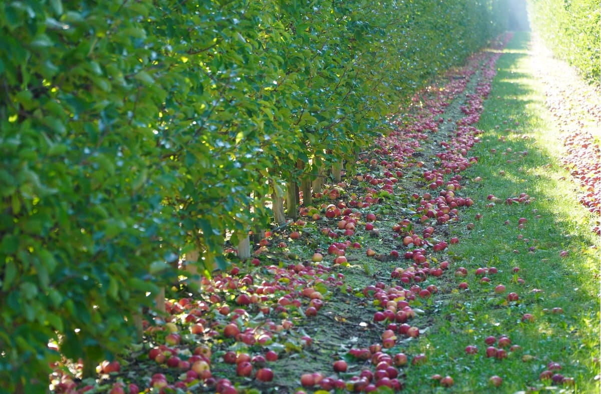 Leżą jabłka pod drzewami, leżą ceny