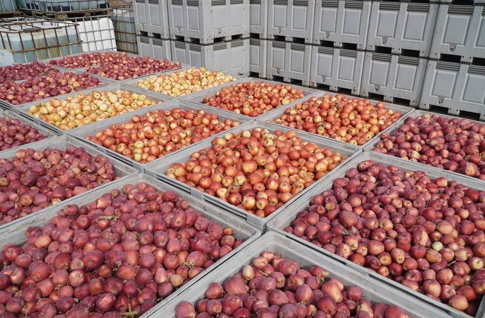 Awaria czy strategia? Przetwórnie wstrzymują skup jabłek przemysłowych