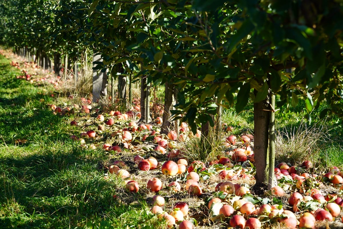 Samozbiory? Moje sadownicze serce pęka... 