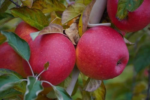 Integrowana produkcja roślin – nowoczesny system jakości żywności przyjazny środowisku i bezpieczny dla konsumentów