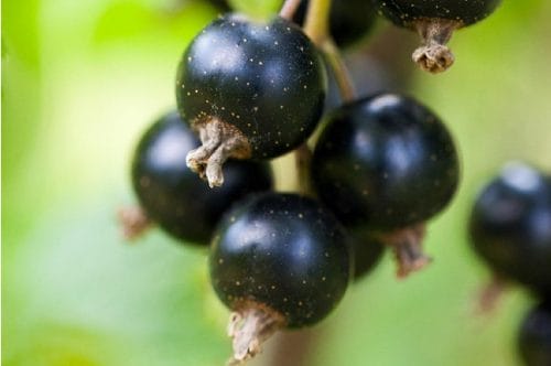 Nowa porzeczka – większa, słodsza i trwalsza