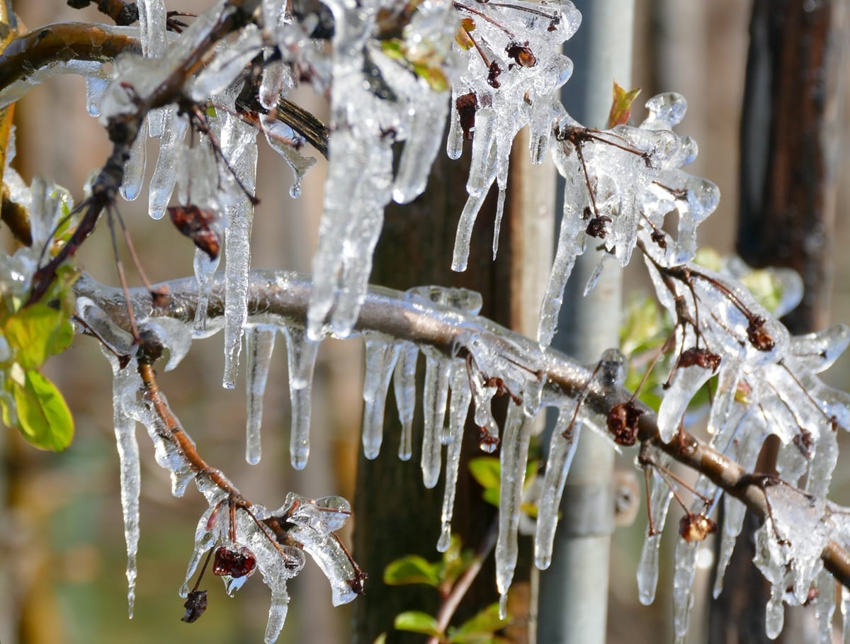 Ponad 20 tys. wniosków o pomoc po przymrozkach – termin do 15 stycznia