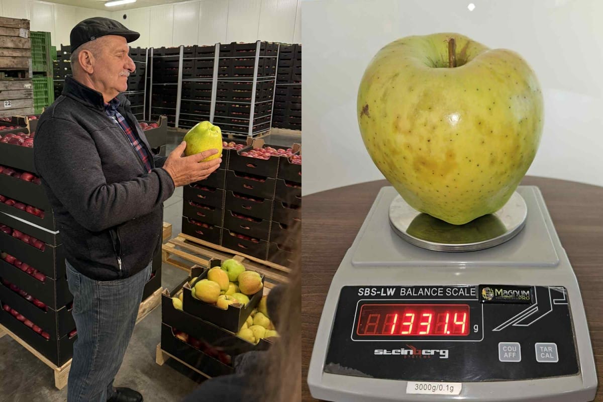 Gigantyczne jabłko z Głazowa oficjalnie najcięższym w Polsce