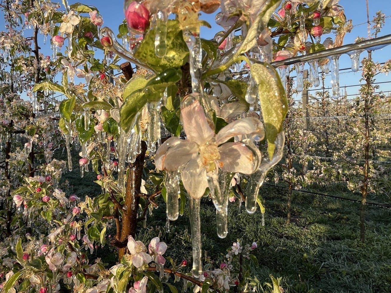 Sadownicy podzieleni: jedni krytykują, drudzy chwalą nowe zasady wsparcia