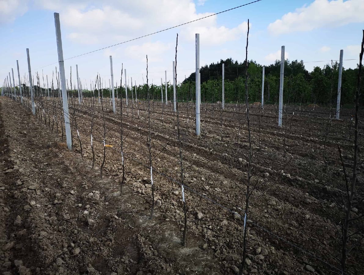 Ukraina inwestuje w sady i plantacje 