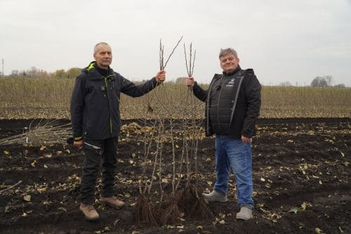 Alnova, Burgred – wykopywanie drzewek w szkółce Bielak