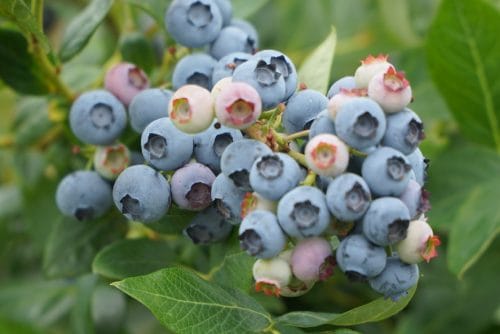 Wyzwania prawne, organizacyjne i produkcyjne przed nowym sezonem – Stowarzyszenie Polskich Plantatorów Borówki