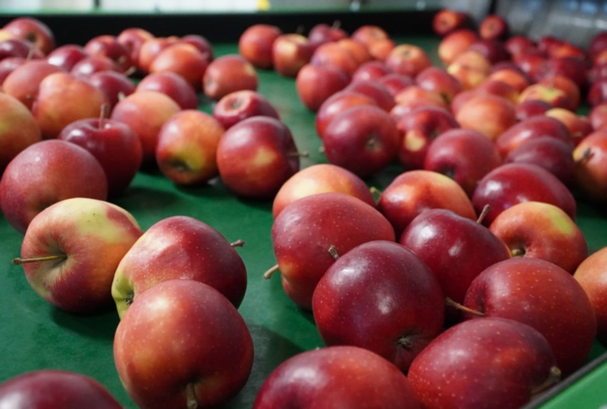 Producenci owoców i warzyw o barierach w rozwoju spółdzielni. Resort reaguje
