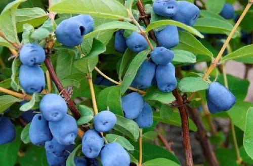 Atut i Wojtek - polskie odmiany jagody kamczackiej