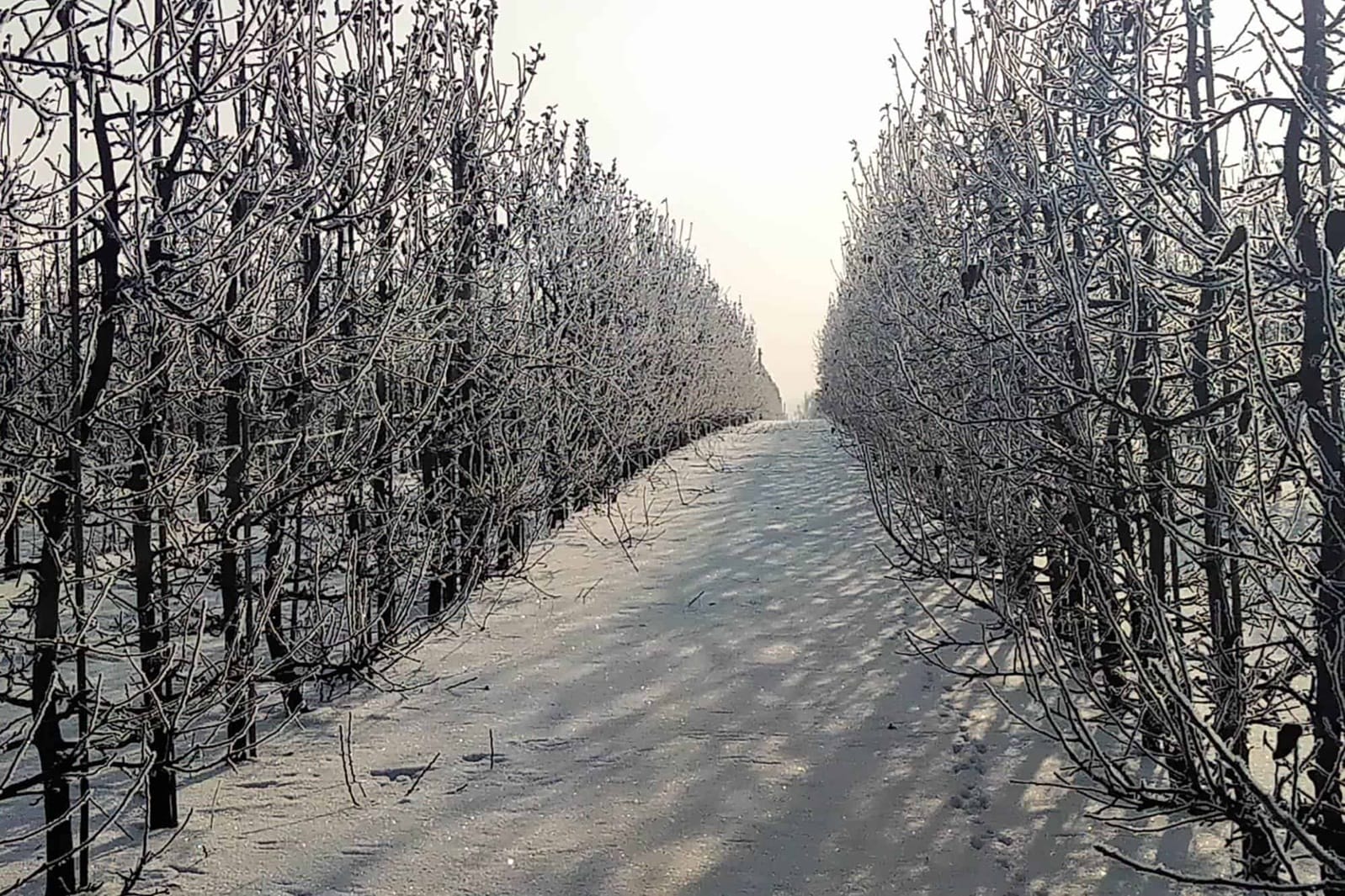 Mroźny tydzień przed nami!