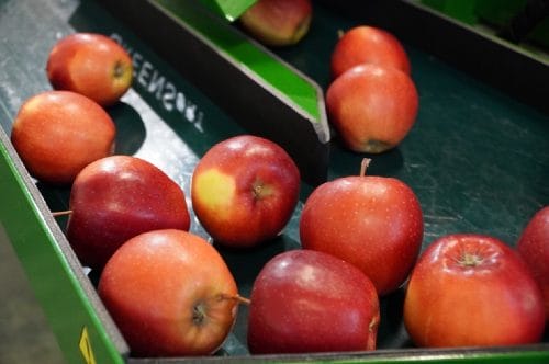 Spadek eksportu polskich jabłek w styczniu. Egipt nadal liderem, mimo mniejszych wysyłek