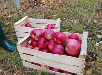 Cyfrowa ewidencja gospodarstwa rolnego – prosto i skutecznie